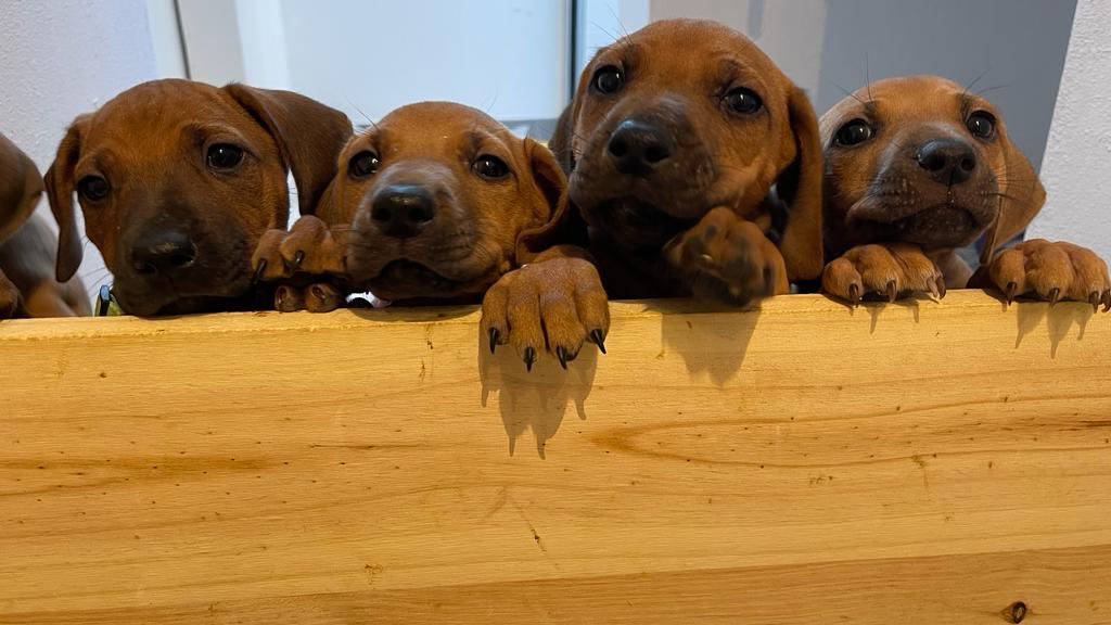 Pedigree Rodesian Ridgeback puppies… still one female puppy ( last one of 9) awaiting  a warm and friendly home. Follow on Instagram #Ibérica_Ridgeback_home#rodesian ridgeback#pedigreedogs