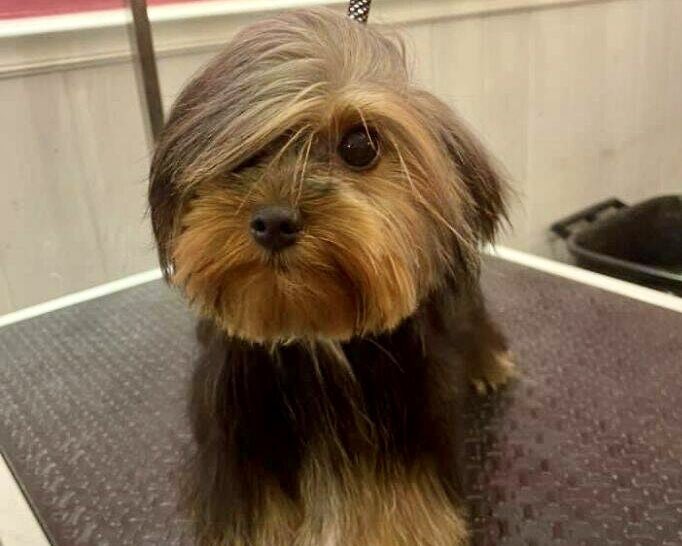 Knot less top knot | Animals and pets, Yorkie, Dogs