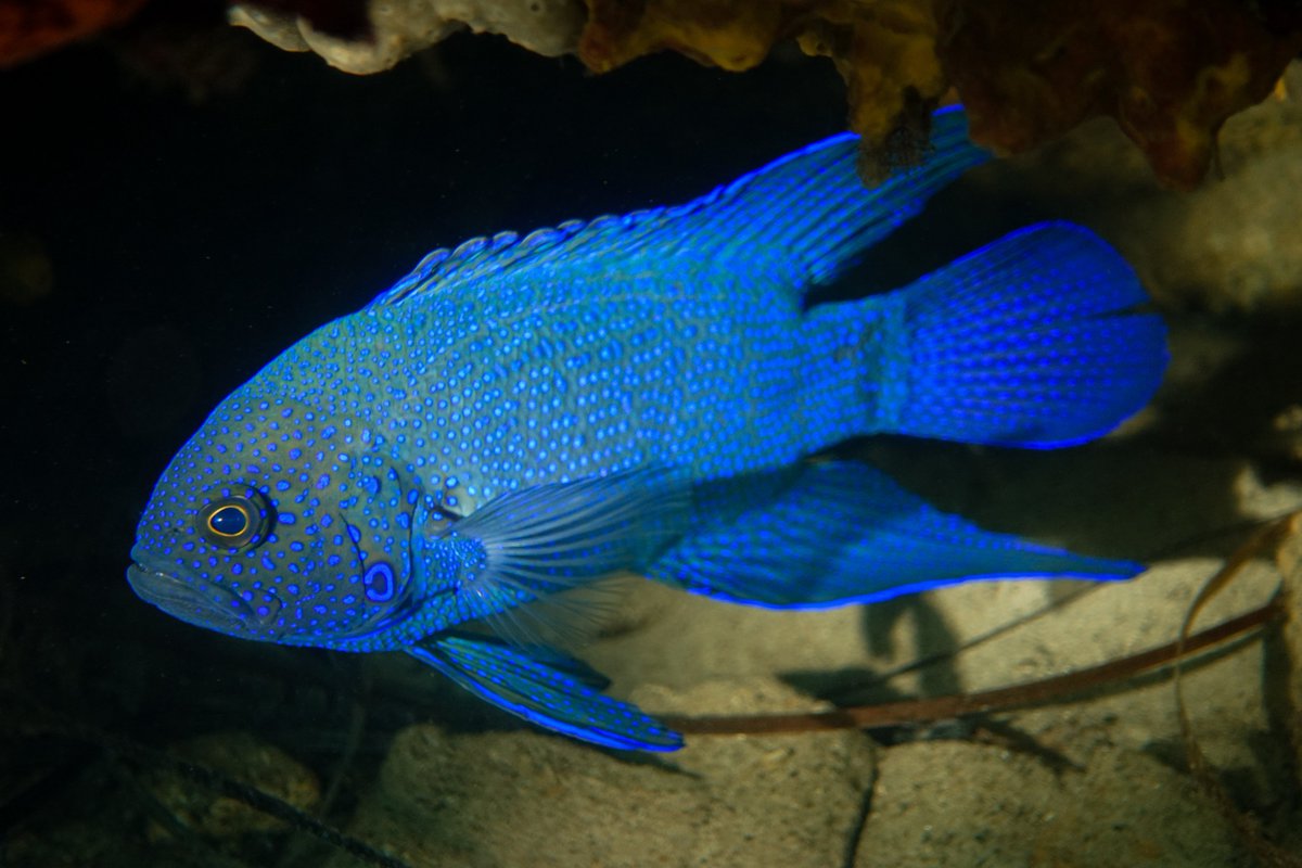 MissionBlue's tweet photo. This fish puts the blue in deep blue sea! The Southern blue devil (Paraplesiops meleagris) is a small reef fish found along Australia's southern coastline.

Photo by @ausocean from the Kangaroo Island North Coast Hope Spot https://t.co/CFWZiY8enj