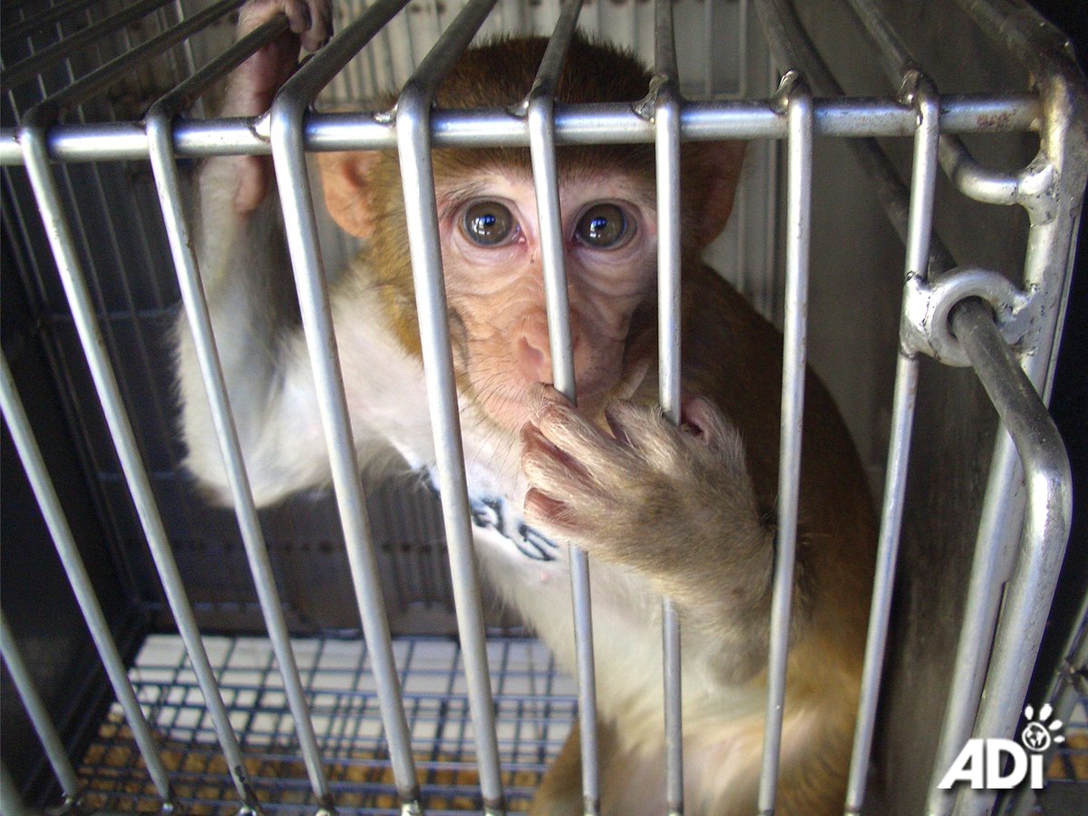 AnimalDefenders's tweet image. A fundamental flaw of #animalresearch is that each species responds differently to substances. Not only that, but the results of tests on animals have been shown to be affected by the animal’s age, diet, sex, even bedding material. Results can vary from laboratory to laboratory.