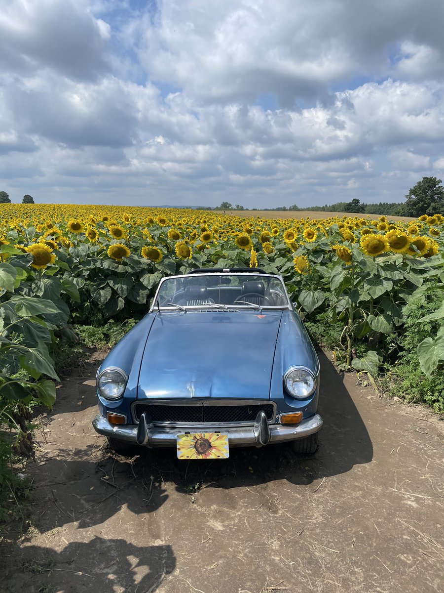 ShawChris33's tweet photo. When you find all the best photo spots! Davis Family Farm #Sunflowers #PHOTOS #DiscoverOntario https://t.co/RwiLL7cLa4