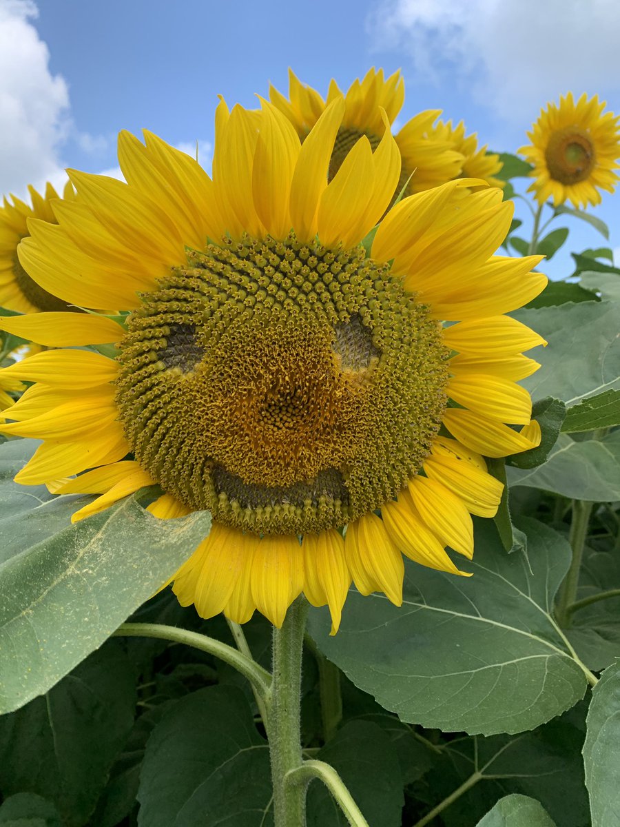 ShawChris33's tweet photo. Spending a day in paradise! #Sunflowers Davis Family Farm - Caledon #Ontario #getoutside https://t.co/aZjHi83sYt