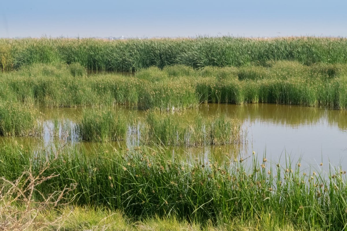 CONANP_mx's tweet photo. Consulta el proyecto de #ProgramaDeManejo del Área de Protección de Recursos Naturales #LagoDeTexcoco. 🍃

Este documento nos permitirá conocer las actividades permitidas y no permitidas en el #ÁreaNaturalProtegida 👇

https://t.co/qYJlyc5FYJ #ConservarParaVivir 🌿🌊🌳🐟🦆🐦🦎🌼 https://t.co/9z1mxRoG9r