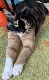 NYCDEATHROWCATS's tweet photo. Joey is a very unique looking kitty. She was relinquished due to child having allergies. She is not happy at the shelter and it's showing in her behavior.
https://t.co/7jJMPfNAuZ https://t.co/ModChpj2zf