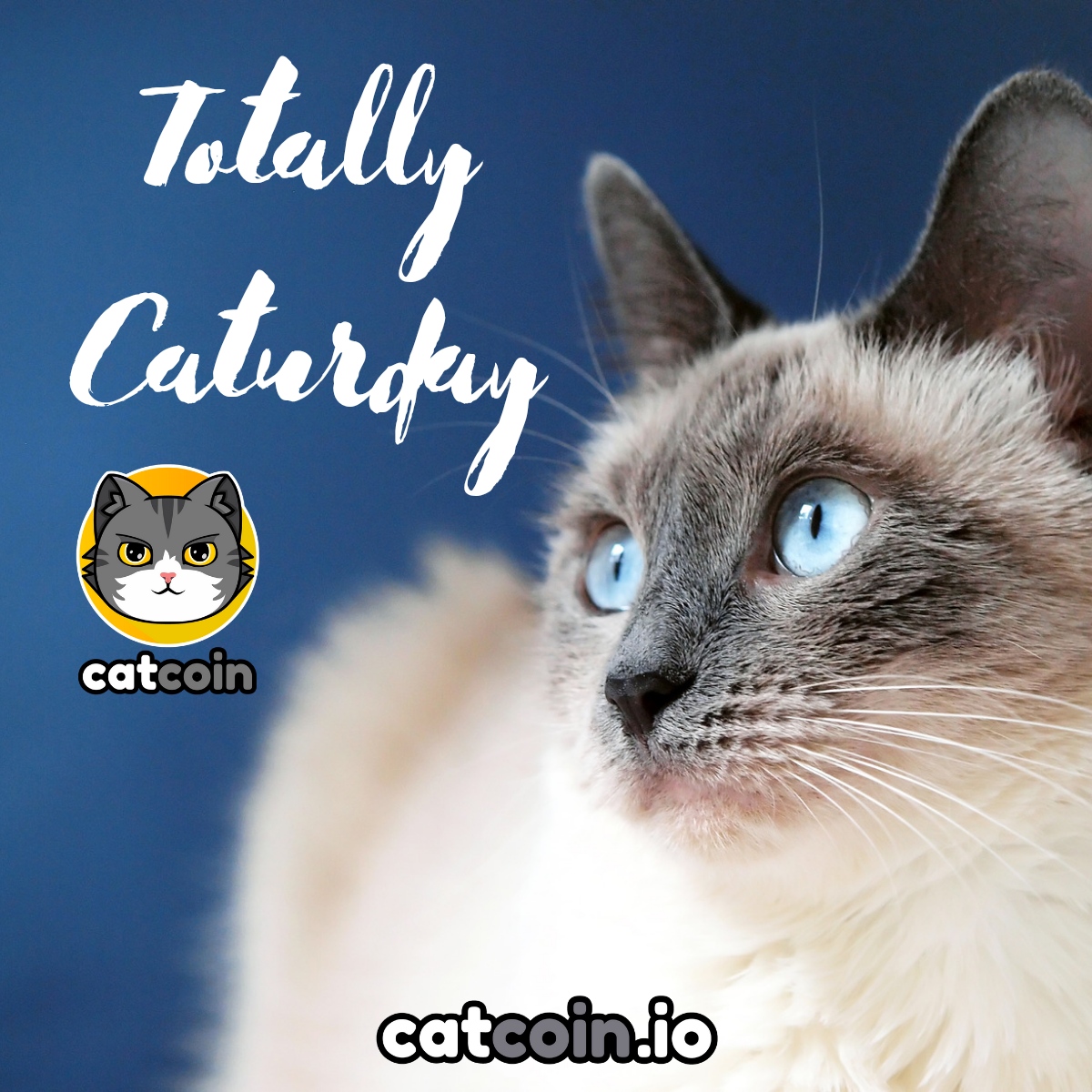 Gotta love #Caturday's - $15 

• Follow <a href="/officialcatcoin/">Official Catcoin</a>
• Retweet
• And comment #Meow #Catcoin #BUSD

Ends August 6th at 12am UTC