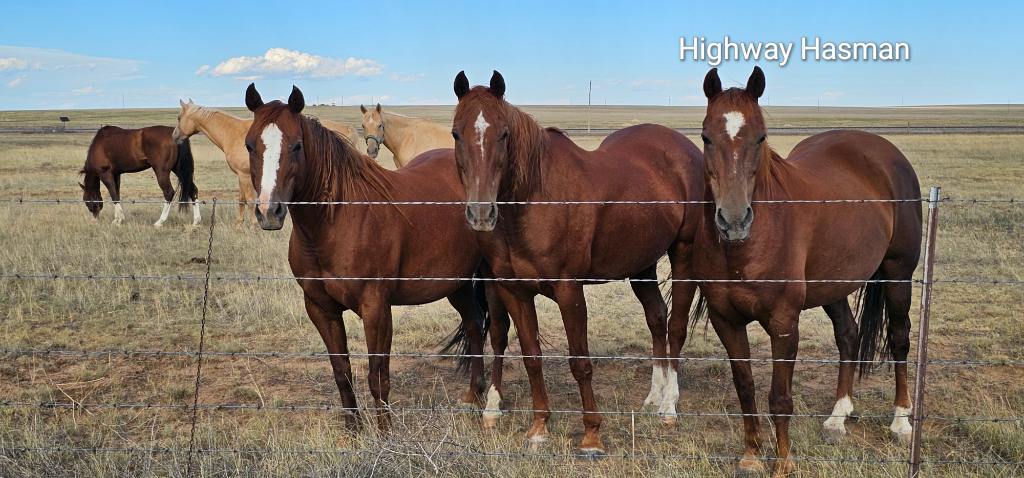 GregsHighway's tweet photo. I just made a few acquaintances.

#NewMexico 
#photography 
#takingadrive https://t.co/zhJVEHzh6j