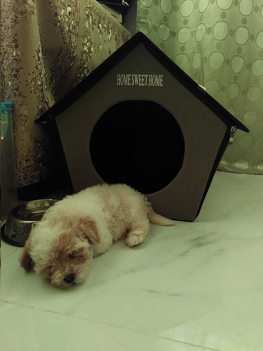 BJacaba's tweet photo. @BJacaba 
so cute baby Kenny 
toy poodle 🐩 🤍🥰
welcome home 🏡 8/4/23 https://t.co/XqVoG8GZ49