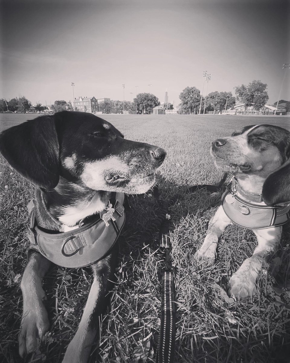M00SlEE's tweet photo. With hot π₯΅weather we take late walks and love to relax π« and enjoy treats πͺπͺ with evening sun at the park!..π
β> πͺπΎπͺ
-π- π« Moose & Reef π¦
βββββββββ
#dogsoftwitter
#fetchingtailsfoundation
#beagle #beagles
#mixedbreed
#adoptdontshop
βββββββββ https://t.co/2OqVr1Dzu4