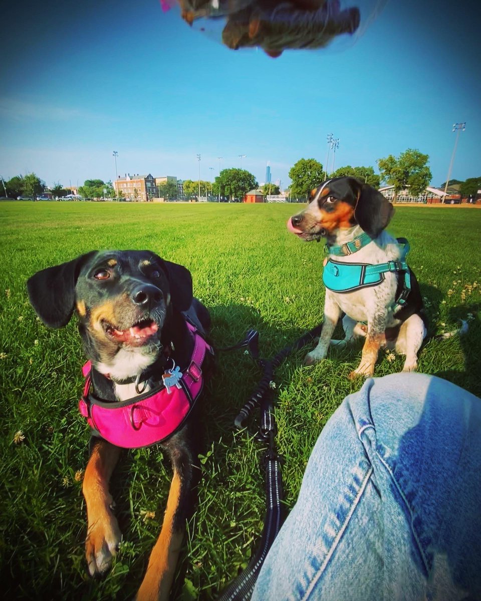 M00SlEE's tweet photo. With hot π₯΅weather we take late walks and love to relax π« and enjoy treats πͺπͺ with evening sun at the park!..π
β> πͺπΎπͺ
-π- π« Moose & Reef π¦
βββββββββ
#dogsoftwitter
#fetchingtailsfoundation
#beagle #beagles
#mixedbreed
#adoptdontshop
βββββββββ https://t.co/2OqVr1Dzu4
