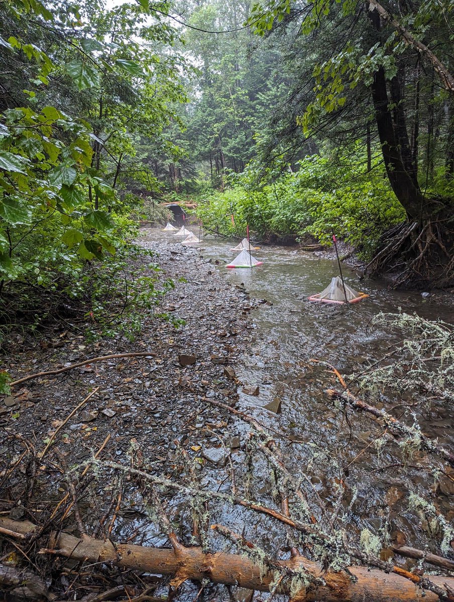 waterik_'s tweet photo. The budworm crew @MaddieMcCaig @Smendero are hard at work in beautiful Gaspésie collecting stream microbiome samples. Our research to understand widespread ecosystem response to defoliation continues! #nrcansci #glfcscience https://t.co/Nc5JADHS8C