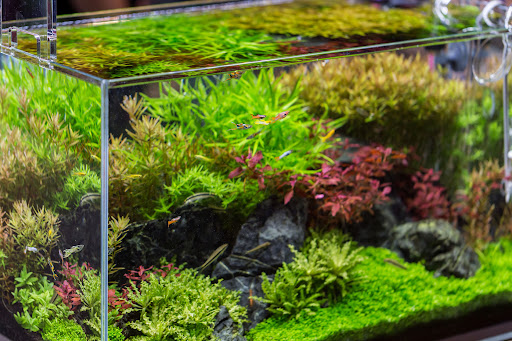 AW_SanDiego's tweet image. Let&apos;s clear up the most common myths about freshwater aquariums: bit.ly/3y1L6jo

.
#PSA #aquaticwarehouse #freshwater #aquariums #fishtank #fish #hobby #sandiego