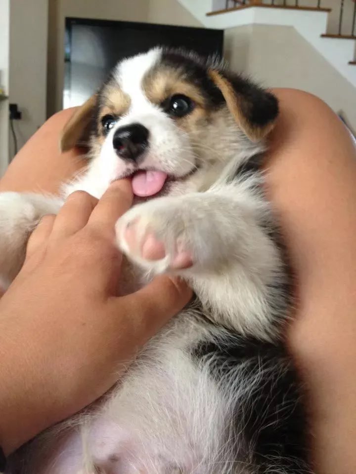 💖 (@twaniimals) on Twitter photo 