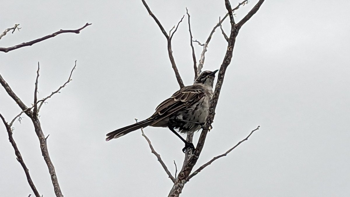 EvoPalaeoLab's tweet photo. We went to Puerto Chino today. First Galapagos flycatcher, Galapagos dove, and Chatham Island mocking bird.  
Starting to put species distributions together as we drove up into the wet zone... @unisouthampton @sotonbiosci #MResEvolution #Galapagos23 https://t.co/CiBNtE4CQ7