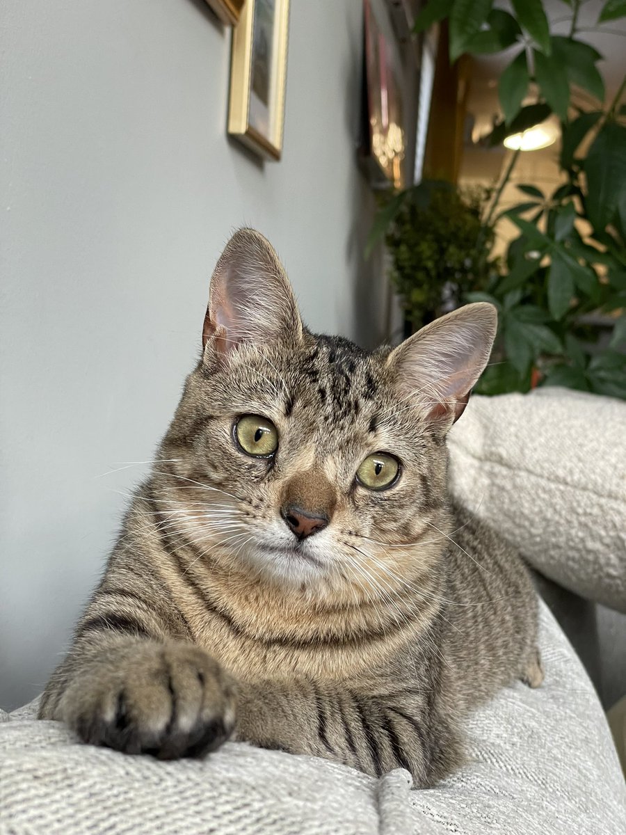 ryangwest's tweet photo. happy birthday, beans! you couldn’t have come into our lives at a better time and we love you so much for it. you’re the sweetest, weirdest and funniest looking little thing i’ve ever seen, but i wouldn’t have it any other way. https://t.co/Ttlygo9uSl