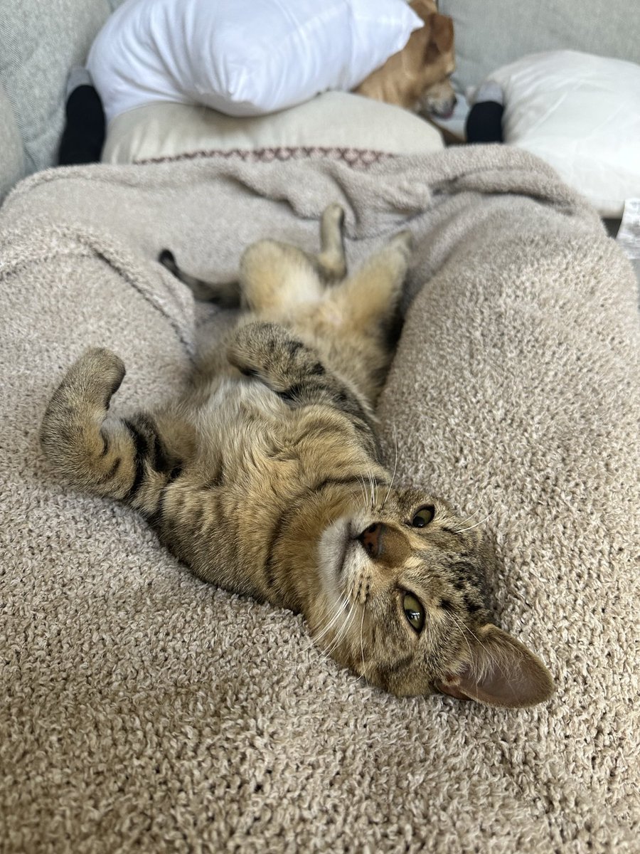ryangwest's tweet photo. happy birthday, beans! you couldn’t have come into our lives at a better time and we love you so much for it. you’re the sweetest, weirdest and funniest looking little thing i’ve ever seen, but i wouldn’t have it any other way. https://t.co/Ttlygo9uSl