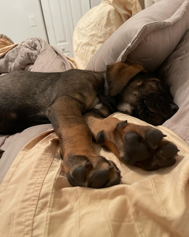 Marshall says good night  and he will be in his new bed  with his furever mom &amp; dad soon too!