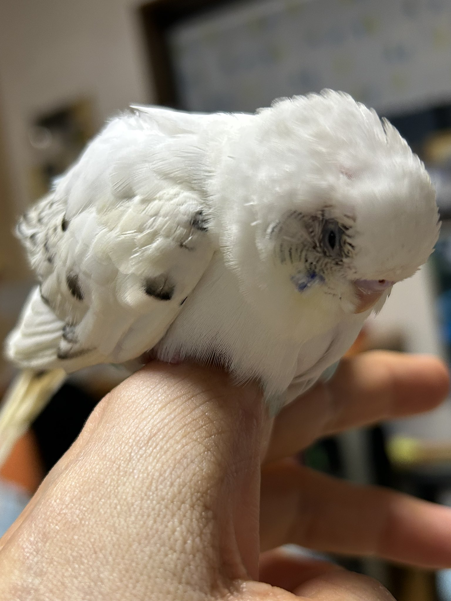 ぽよ(しろ16歳🌈) on X: 