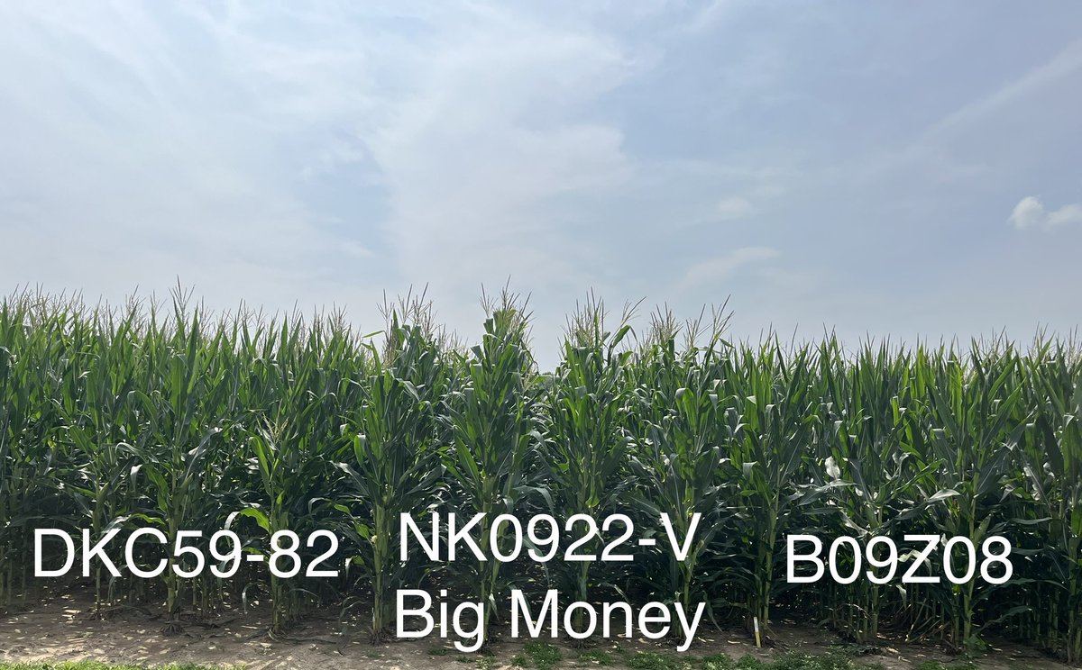 riehltimeagron2's tweet photo. Checking out some hail damaged corn 🌽 🌽 🌽 and some awesome new #NKcorn from @AnswerPlot #BringItOn NK1040, NK0922, & NK1480 #Beast4theEast near Pershing, Indiana. Come see what’s new August 22! https://t.co/IwZ6P5VcAz