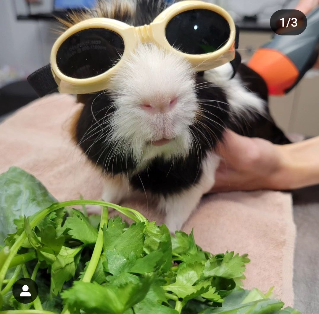 morningwitchy's tweet photo. my vet put tony getting his cold laser therapy on their insta and im dying, he has little goggles!!! https://t.co/TXfWTc0jyL