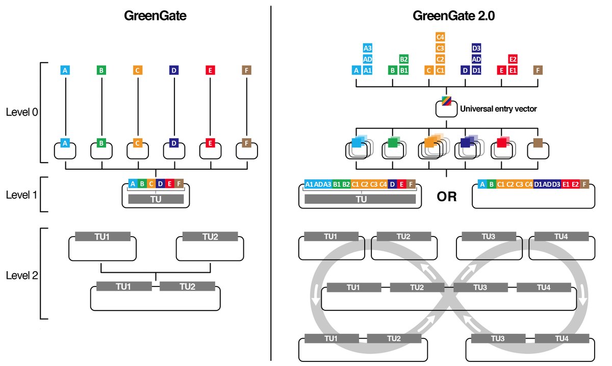 📢 To all users of GreenGate, the 🌱 modular cloning system: Very happy to introduce GreenGate 2.0 (GG2.0) 🎉 a backwards-compatible addon for the assembly of complex transcriptional units and their stacking. A short 🧵 for more details...
biorxiv.org/content/10.110…