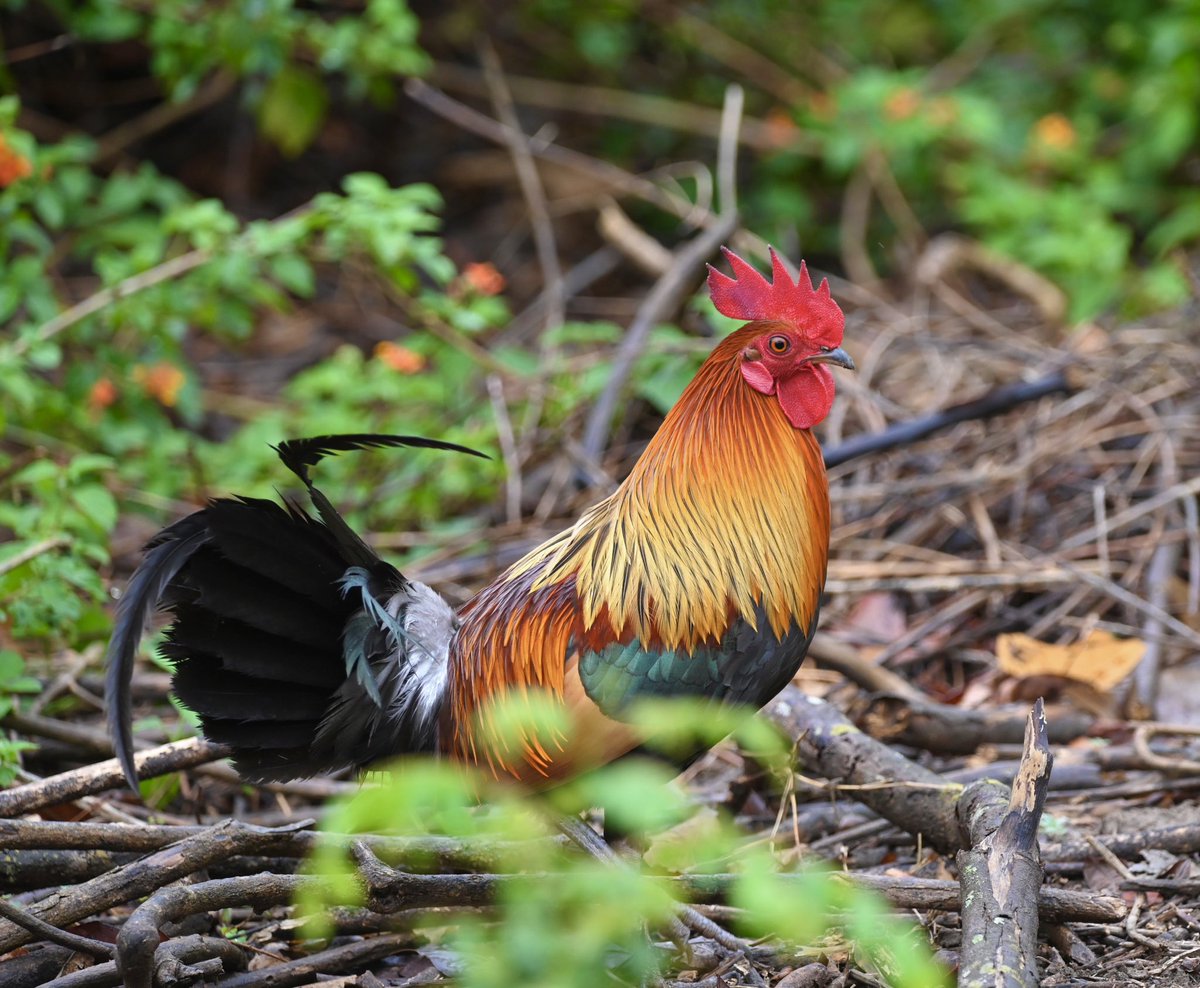 #1228 Red Junglefowl

Merlin calls it the “original chicken”. Colourful!! 

#dailypic #IndiAves #TwitterNatureCommunity #birdwatching #BirdsSeenIn2023 #ThePhotoHour #BBCWildlifePOTD #natgeoindia