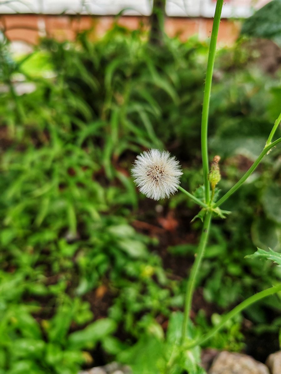 Little Magic 🪄✨ of Life
#shotonsnapdragon on @honorglobal #MagicVs #travel #travelphotography #traveling #travelling #traveler #traveltheworld #traveladdict #travelphoto #traveldiaries #travelpics #travelers #worldtraveler #travelpic #traveldiary #doyoutravel…