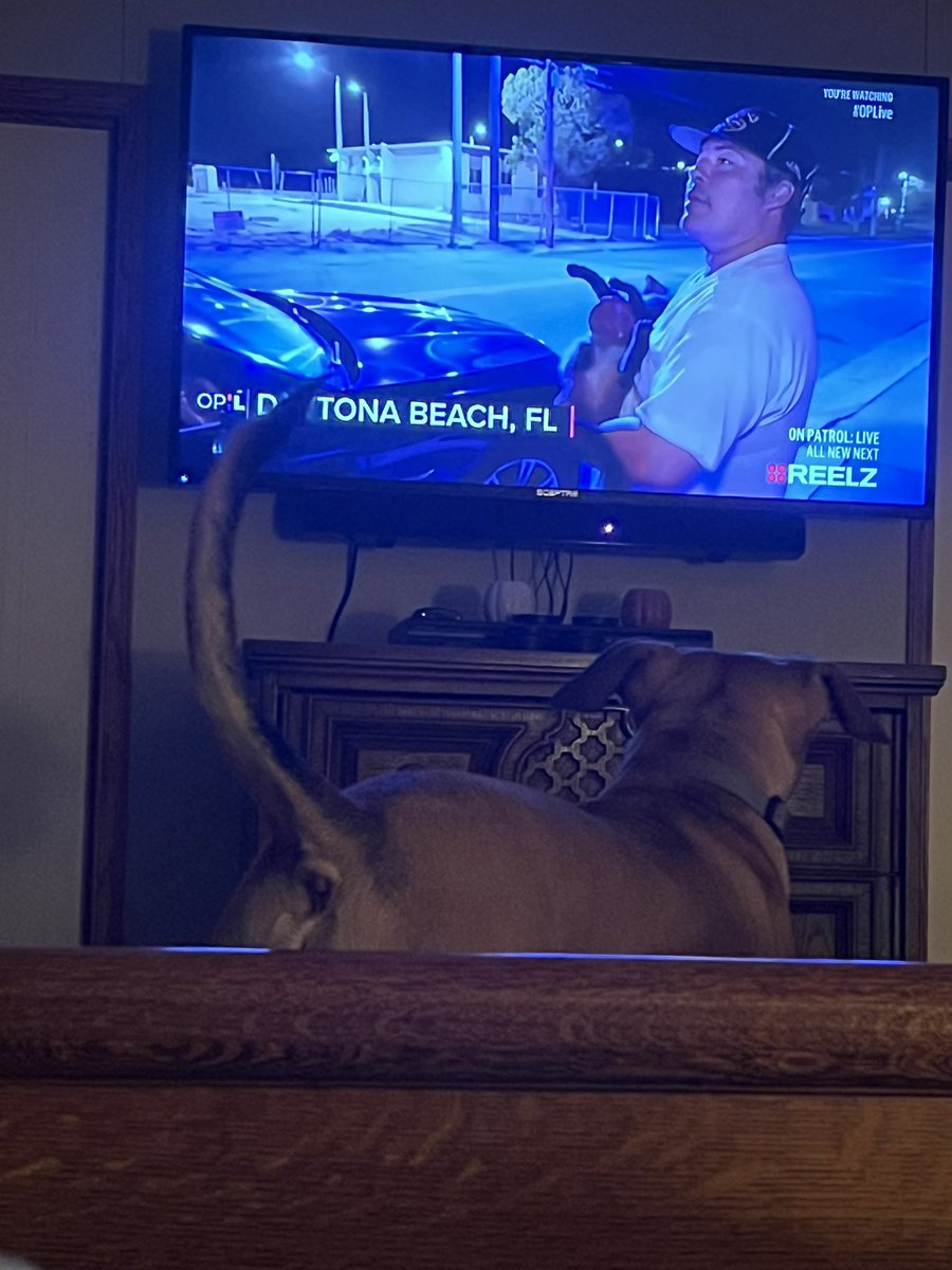 TiffHughes71's tweet photo. @danabrams @OnPatrolLive @OfficialOPLive he likes the K9 much better! He really didn’t like that kitty cat @ReelzChannel #OPLive https://t.co/x4hcyqpsh9