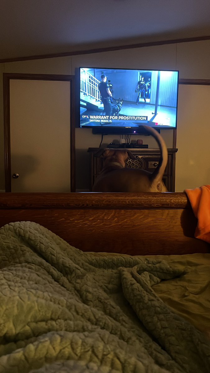 TiffHughes71's tweet photo. @danabrams @OnPatrolLive @OfficialOPLive he likes the K9 much better! He really didn’t like that kitty cat @ReelzChannel #OPLive https://t.co/x4hcyqpsh9