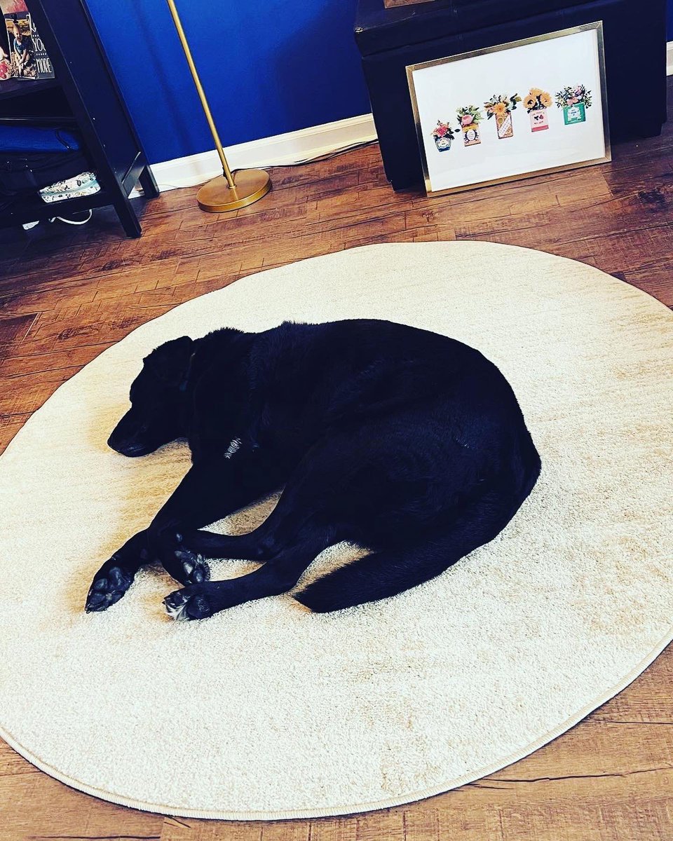 SaraRose1410's tweet photo. @bunsenbernerbmd Pretty sure #UnimpressedOtis thinks I bought this rug specifically for him. https://t.co/dVKSrV5Jy3