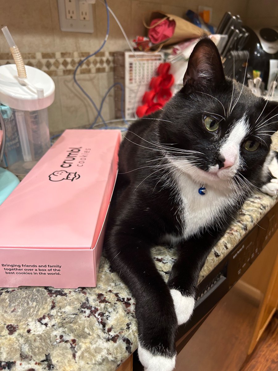 Hey <a href="/CrumblCookies/">Crumbl</a> Even Smokeycat loves your cookies. He gave them A puurrfect 10