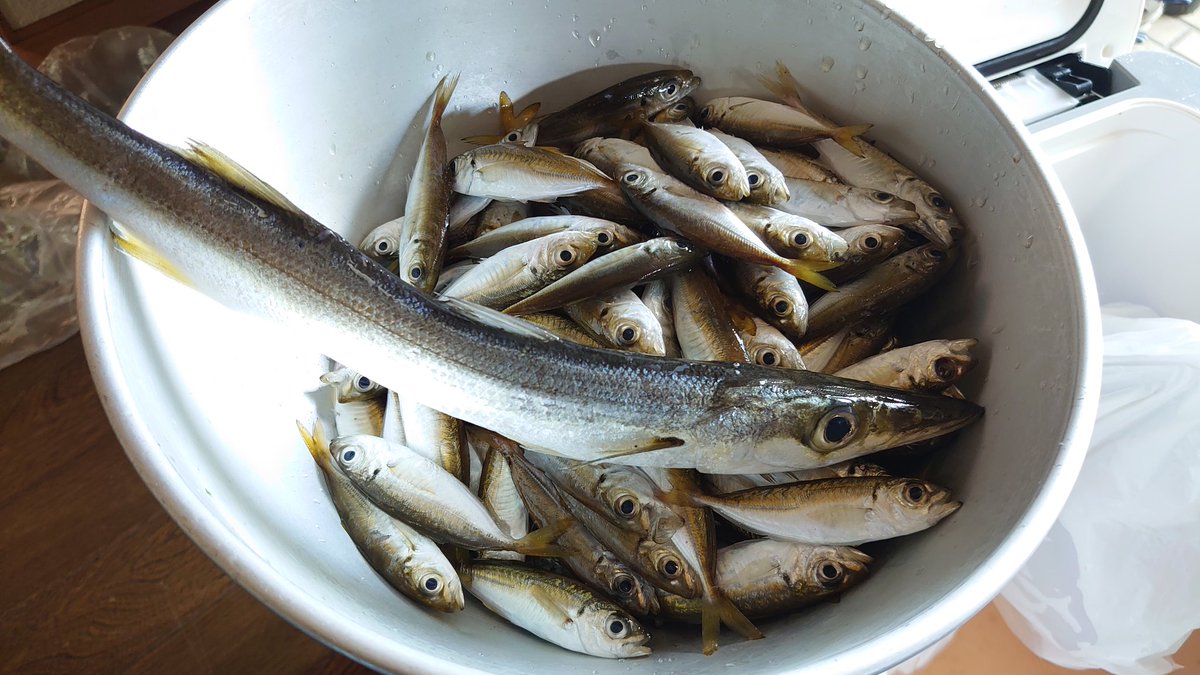 Box2Toy's tweet photo. 山陰でナイトサビキ
豆アジ：133匹
カマス：35cm 1匹
例年に比べて数は減りましたが、安定の豆アジ数釣りを達成できました。

ママカリサビキ
針4号 https://t.co/61Stt7Vy03