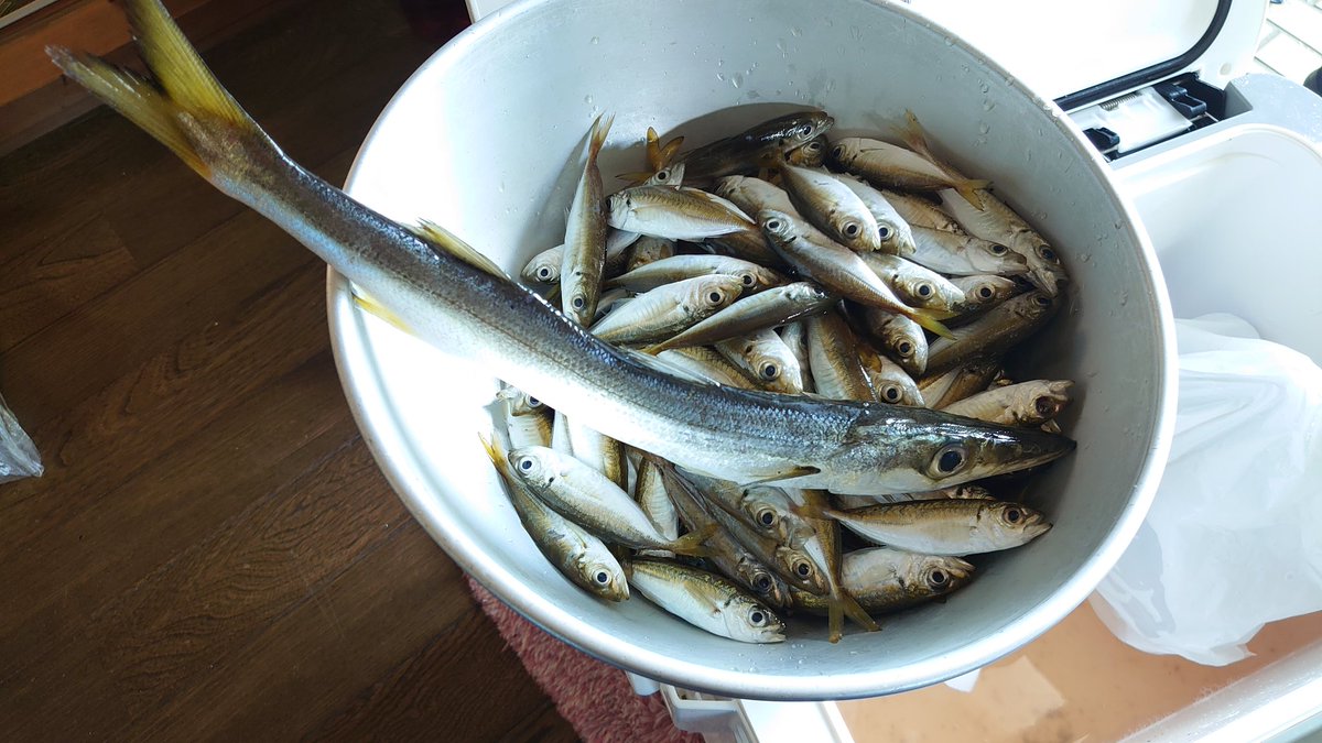 Box2Toy's tweet photo. 山陰でナイトサビキ
豆アジ：133匹
カマス：35cm 1匹
例年に比べて数は減りましたが、安定の豆アジ数釣りを達成できました。

ママカリサビキ
針4号 https://t.co/61Stt7Vy03