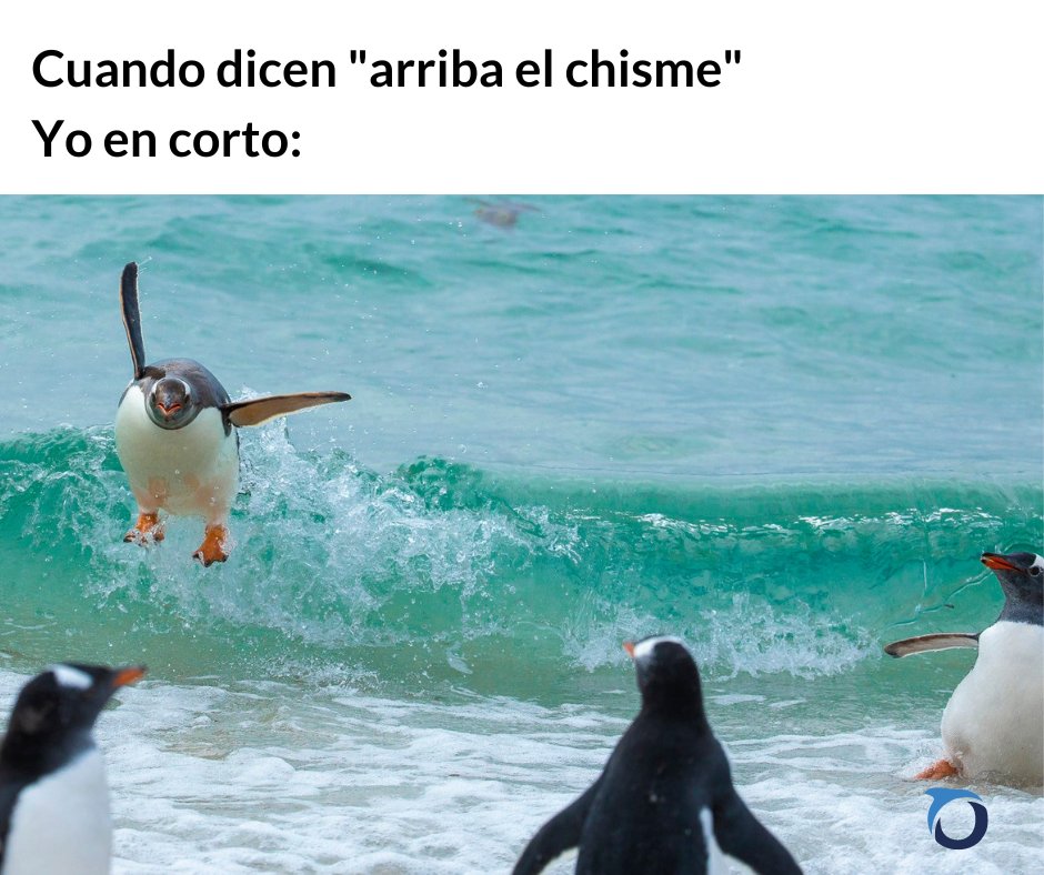 OceanaMexico's tweet photo. Es que cuando se trata del chismecito sí nos andamos desconociendo 🤭.
#OceanaMéxico #OceanMeme https://t.co/gYg7bSMvL7