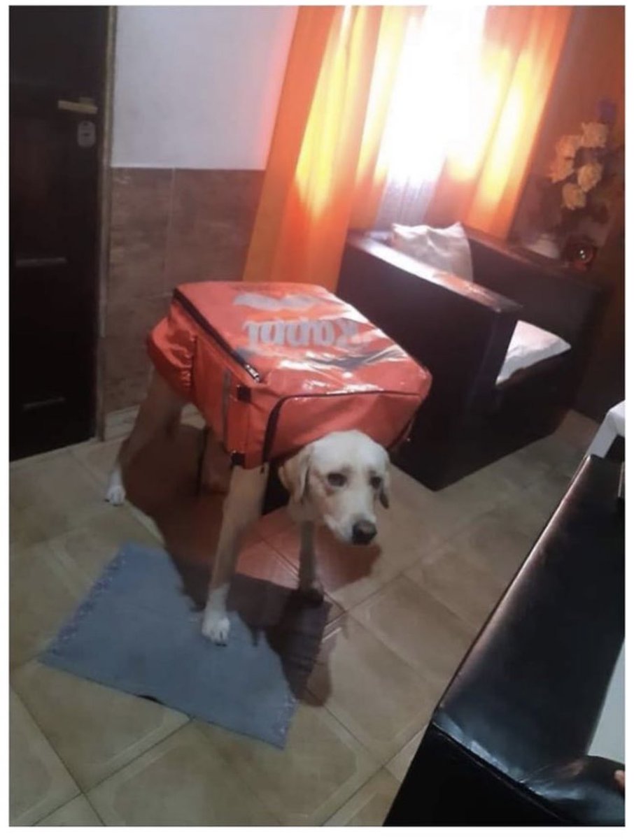 me canse con este perro del orto lo mande a laburar