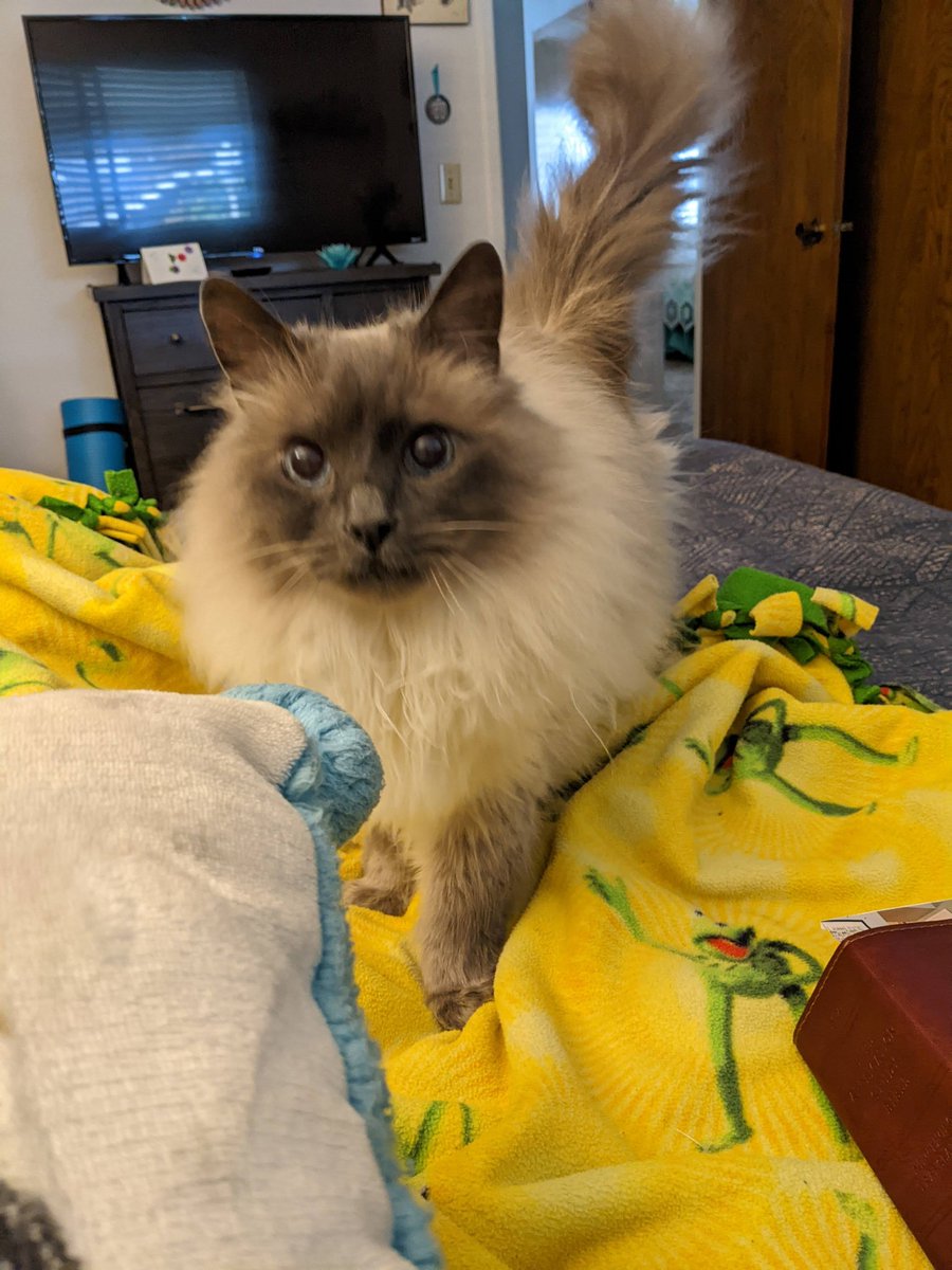 RIP my sweet Charlie! You will be missed everyday sweet boy😭! You were a sweetie boy!! #ragdoll #kitty