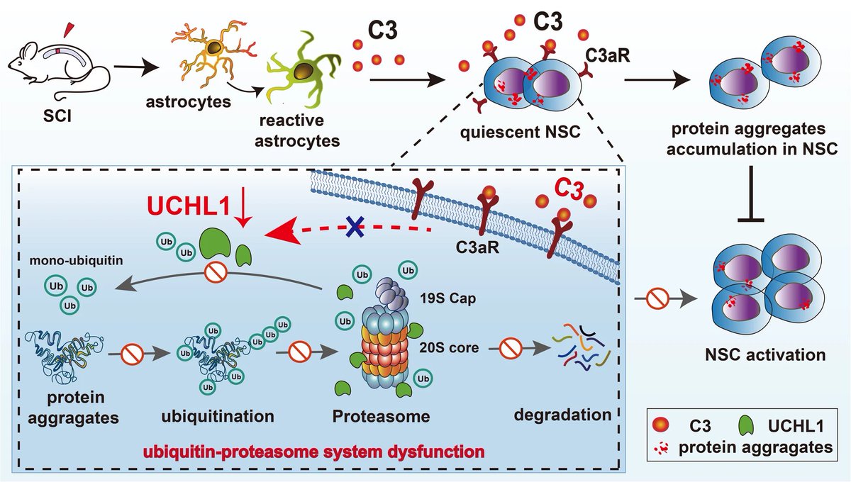 NeuralCell's tweet image. 🔬 Collaborators at Sun Yat-sen University showed that ubiquitin c-terminal hydrolase l-1 promoted #NeuralStemCell activation by clearing protein aggregates through ubiquitin-proteasome approach.

📑 go.nature.com/3qkYLSf