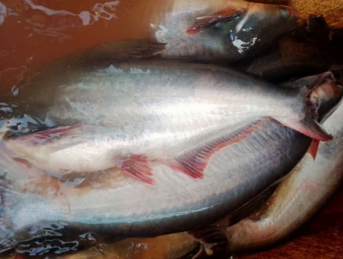 Maidi_Humaidi's tweet photo. Sabtu (05/08), M. Humaidi Luhkan Kota Banjarmasin, di POKDAKAN Tanjung Pagar 5 Kel. Tanjung Pagar, Panen Ikan Patin, Teknologi Sederhana, Sebanyak 100 kg, Luas Kolam 40 m², Bobot ± 2.500 gr, Harga Rp. 18.000/kg
@bppsdm_kp @bppsdm_bp3bwi
#GiatLuhkanSatminkalBWI
#KtBjrmasin #Panen https://t.co/NpnEDGTPys