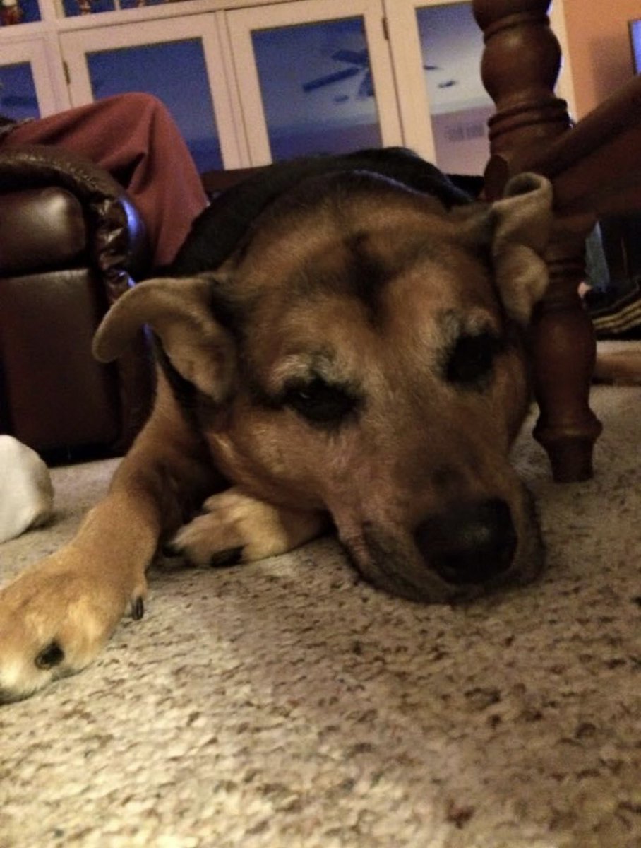 jo_volta's tweet photo. Dear @ChaseRiceMusic 

Thanks for writing a song about man’s best friend - “Bench Seat.” These are mine……they both crossed over the rainbow bridge (2015 &amp; 2023). Piper helped us (maybe more so me) walk through the grief of losing Molly. https://t.co/mAeAsTqADi