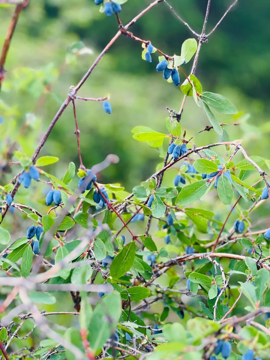 Чонын элэг сайхан болж. Бороо ихиэй нэрс хаа сайгүй их гарчээ. Болоогүй байхад нь түүхгүй байвал тээ? Нэрс аньс чонын элэг үхрийн нүд авхаар бол хэлээрэй. ченжийн гар дамжаагүй надаас аваарай