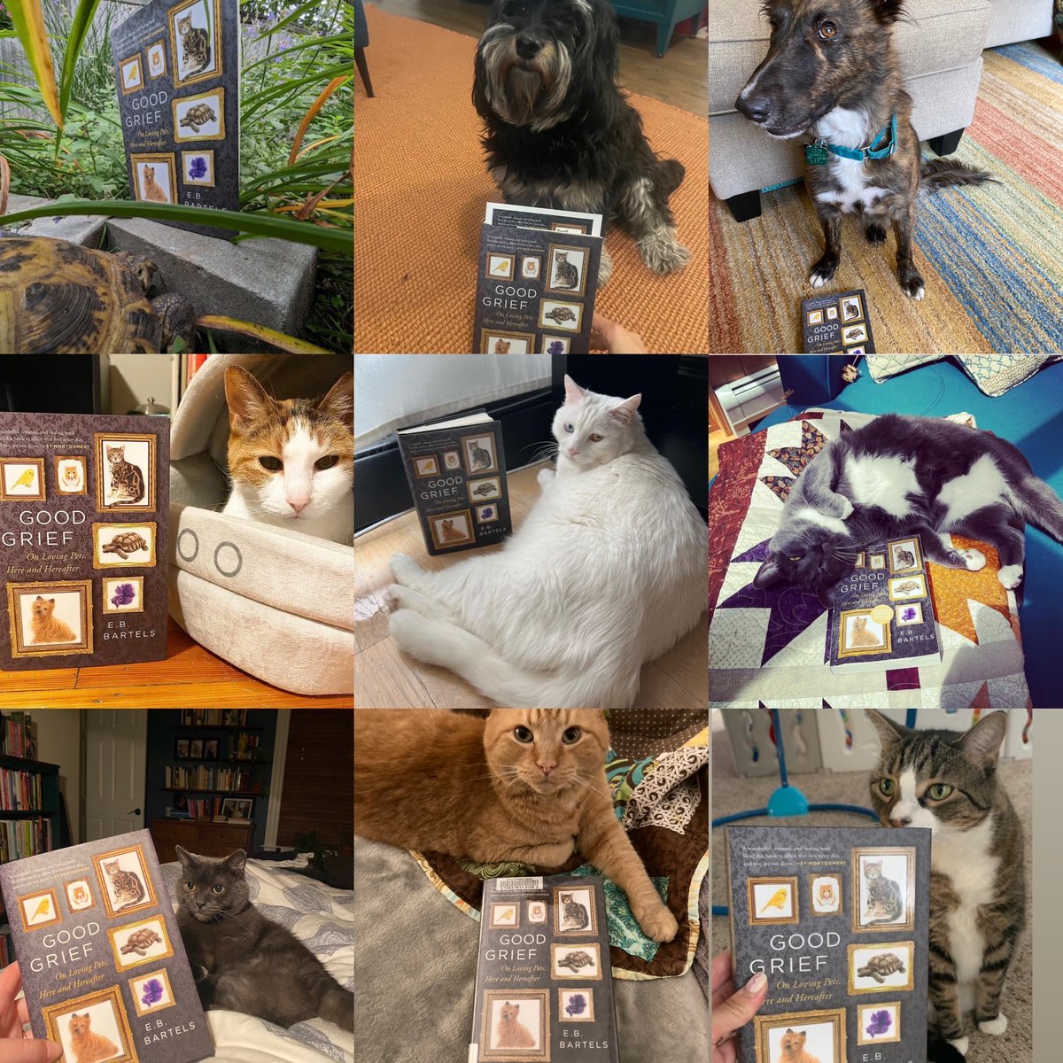 this week marks ONE WHOLE YEAR of #goodgriefpetsbook! thank you to all the very patient pets who posed with copies of my book. you are the true heroes.