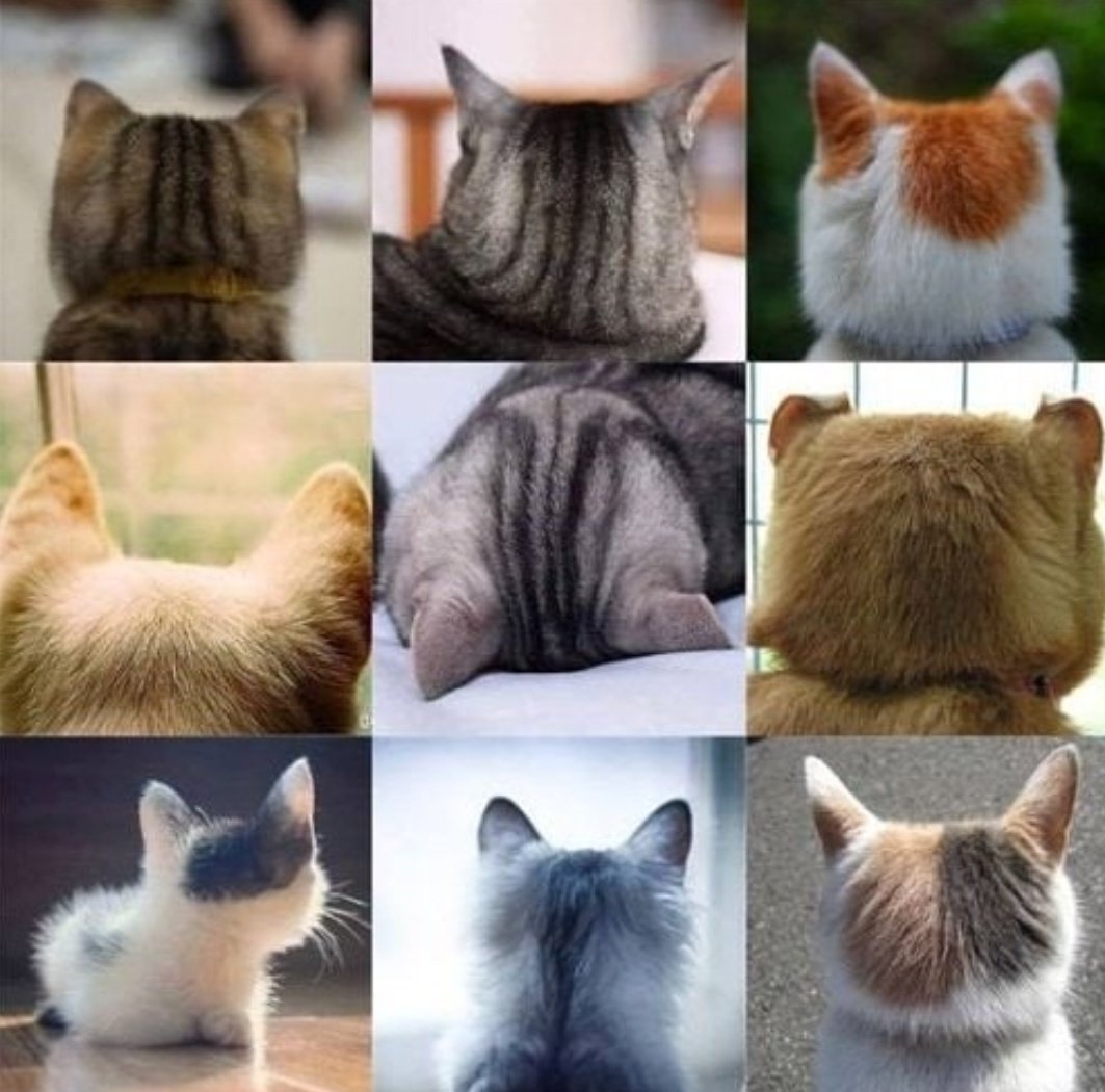 ulat_bulu_bulu's tweet photo. Menahan diri dari menekup kepala kucing. https://t.co/D4hnEvx2KY
