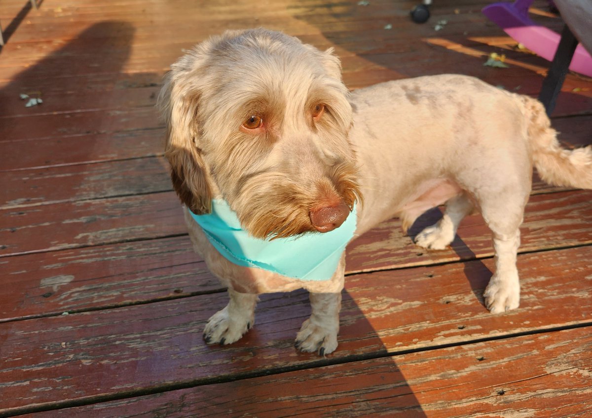 Always love a freshly trimmed wiener.  #Dachshund #miniaturedachshung #wirehair