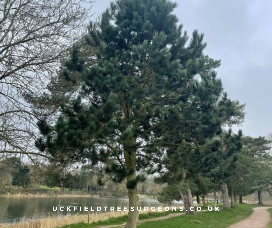 Nurturing Nature's Majesty: Tree Surgeons Crafting a Greener Tomorrow. Call Uckfield Tree Surgeons now to schedule a consultation.

#treefelling #treesurgeons #treecutting