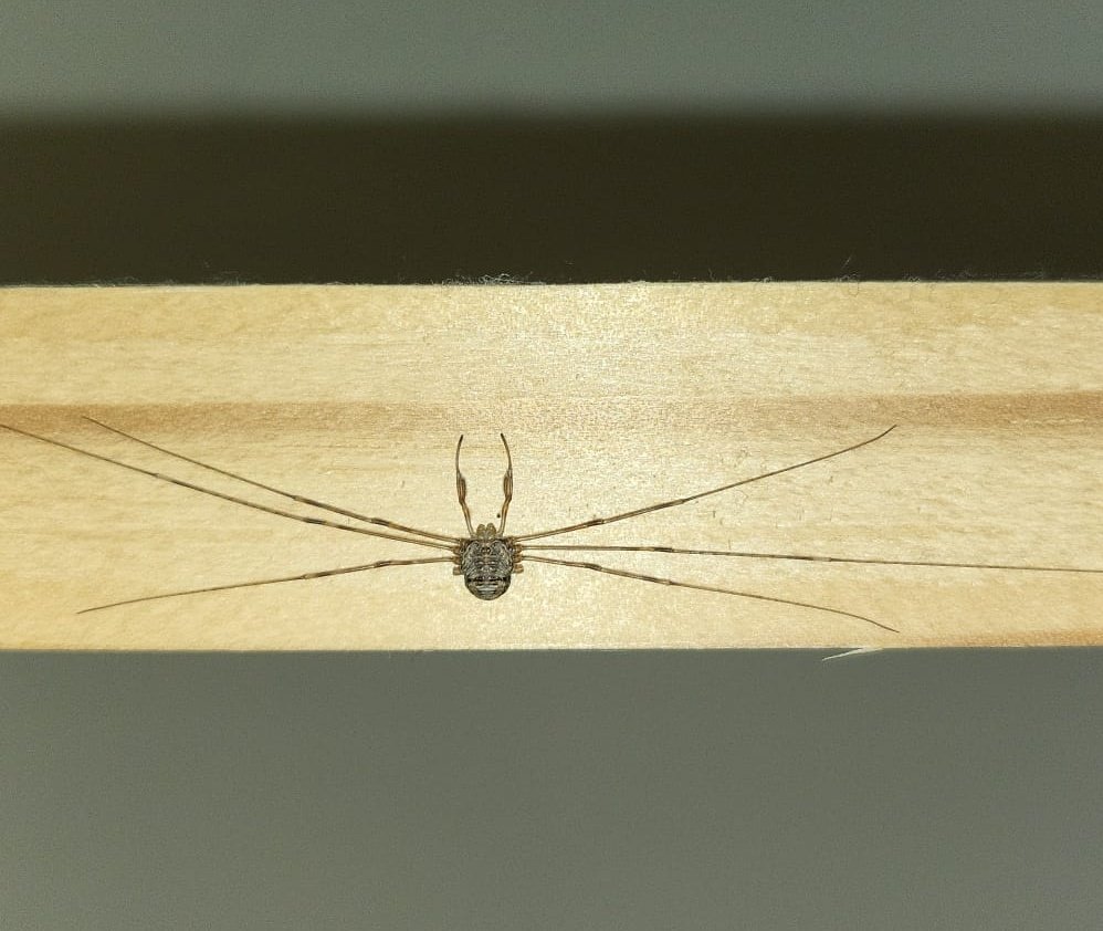 It begins.

#dicranopalpus #harvestmen #arachnids #ukwildlife