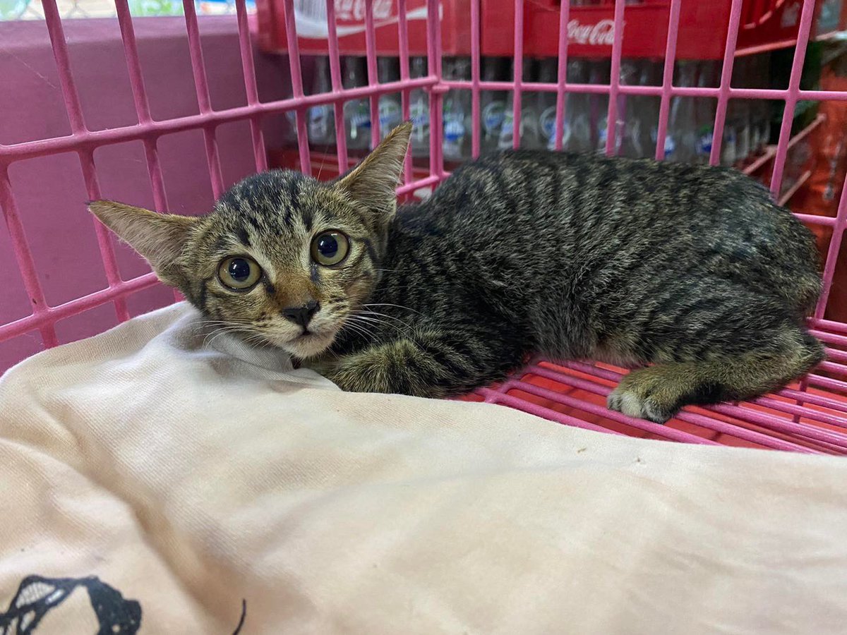 CatsterClub's tweet photo. 🏠หาบ้านให้น้องแมว🏠
หาบ้านให้แมวเด็กเพศเมียลายสลิดค่ะ (น่าจะอายุประมาณ 1-2 เดือน) 
น้องหนีหมามาหลบอยู่ใต้หลังคาบ้าน แต่ที่บ้านก็มีหมาเลยไม่สะดวกเลี้ยง 
ใครสนใจรับน้องไปดูแลยินดีช่วยค่าทำหมันค่ะ 
พิกัด: ท่ามะกา แต่สามารถพาน้องไปส่งให้ได้ถ้าอยู่จังหวัดใกล้เคียง
ติดต่อ: 0871638842 เเอม