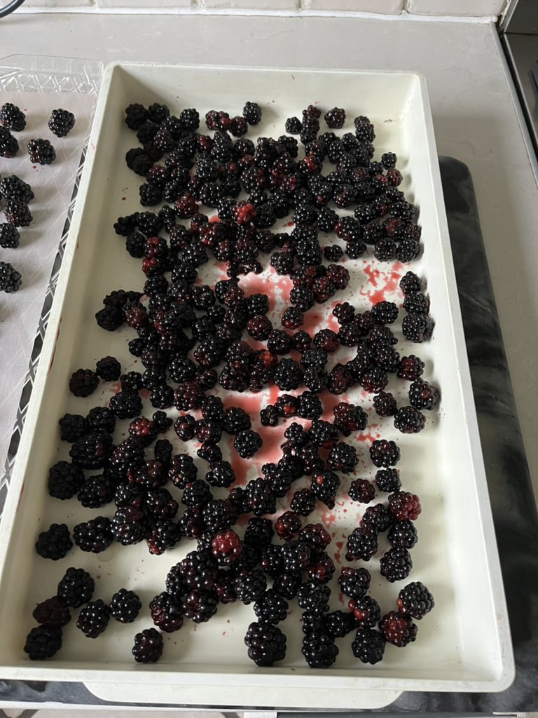 steffiec91's tweet image. Langourious wander in warm sun yesterday and first picking of luscious blackberries.Some to dry,some for freezer and some for breakfast.At £11.50 per kilo cheapies/£30+ organic it’s satisfying to get free from common ground 😊
Will be on repeat mode🙂#foodforfree