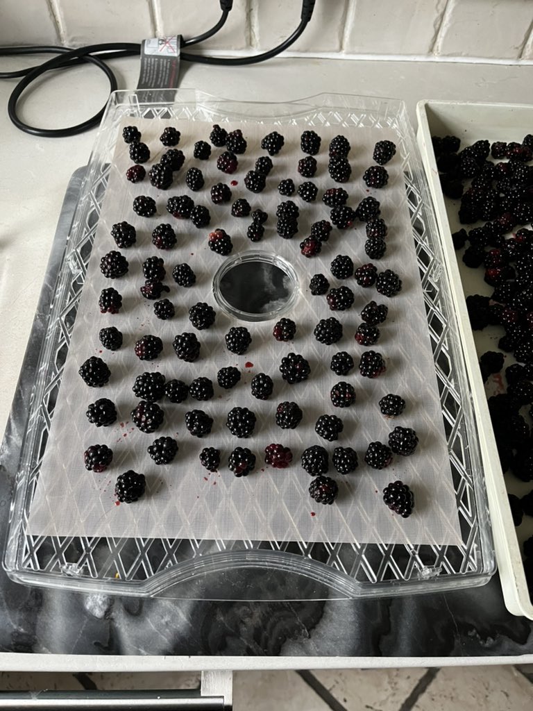 steffiec91's tweet image. Langourious wander in warm sun yesterday and first picking of luscious blackberries.Some to dry,some for freezer and some for breakfast.At £11.50 per kilo cheapies/£30+ organic it’s satisfying to get free from common ground 😊
Will be on repeat mode🙂#foodforfree