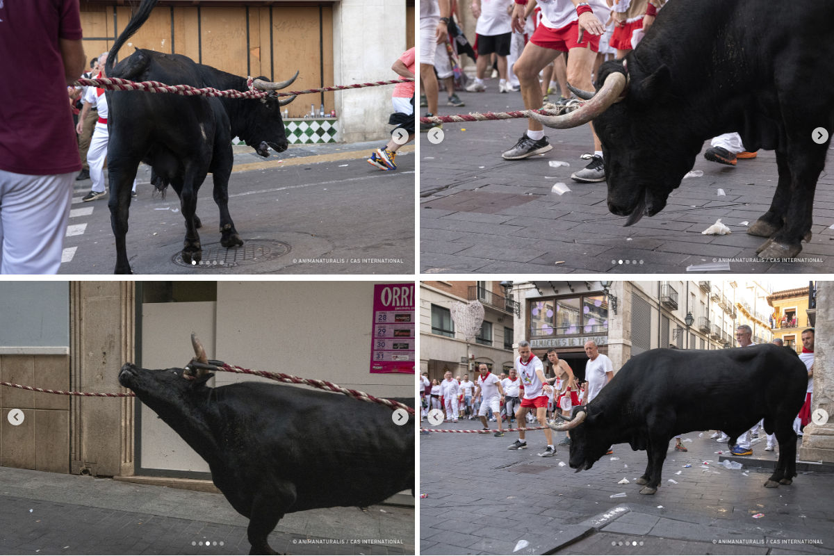 No Corrida tweet media