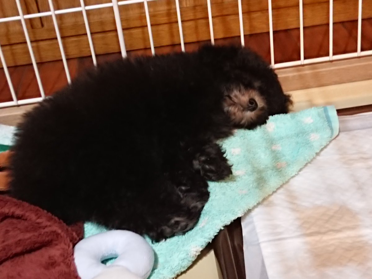 coro37564's tweet photo. うちの子熊がなぜ子熊というニックネームなのかというと、うちへ来た時の見た目や立ち居振る舞いが…

最後の写真は現在 https://t.co/9UfMHHrk9Z