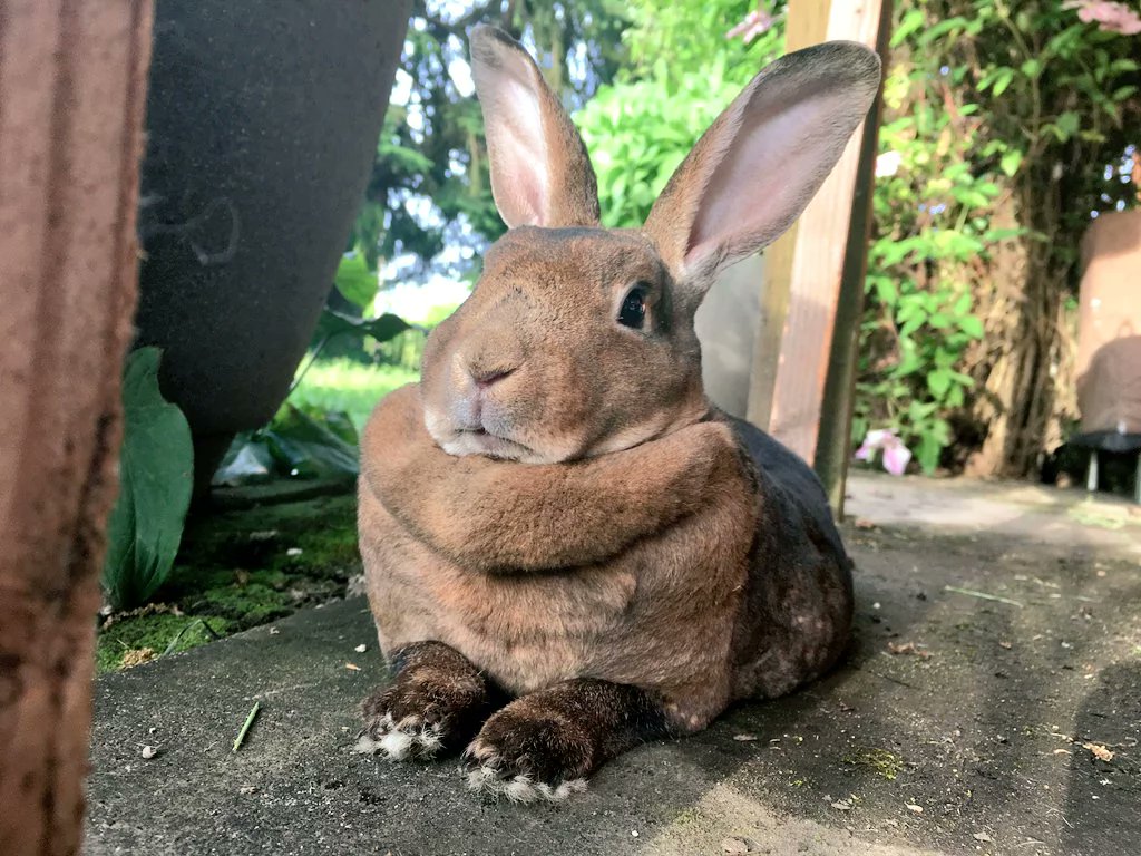 RabbitRefuge's tweet photo. porch time!

#rabbits #rabbit #Bunnies #bunny 
#YearOfTheRabbit #兔年 https://t.co/GFRkFoaCFp